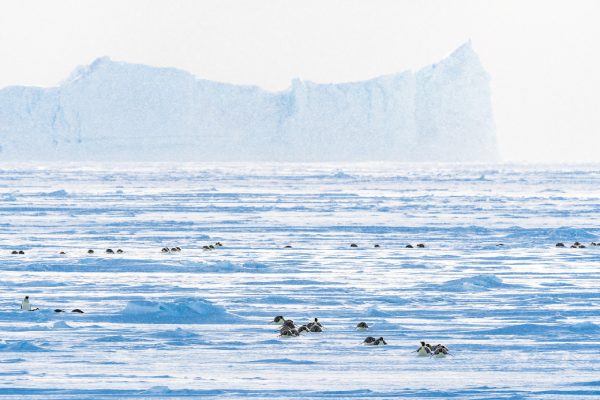 chim cánh cụt trên băng