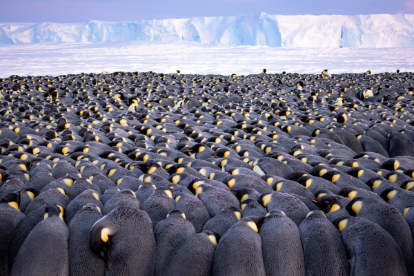 nhóm chim cánh cụt