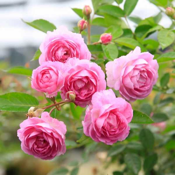 hoa hồng - Quốc hoa nước Anh