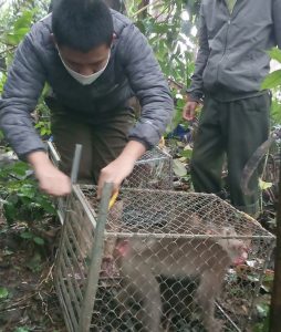 Cơ quan chức năng Quảng Bình thả cá thể động vật hoang dã đã hoàn tất công tác cứu hộ về môi trường tự nhiên