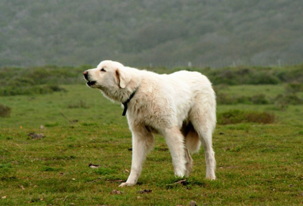 Chó chọi Akbash (Thổ Nhĩ Kì)