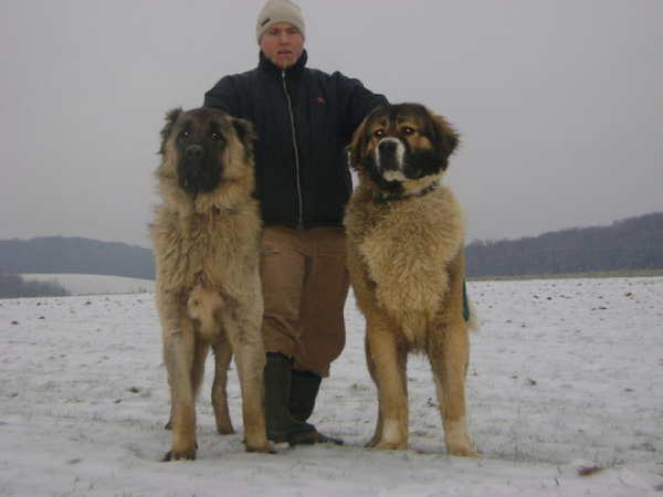 Caucasian Ovchatka - Chó chọi đại diện của Nga