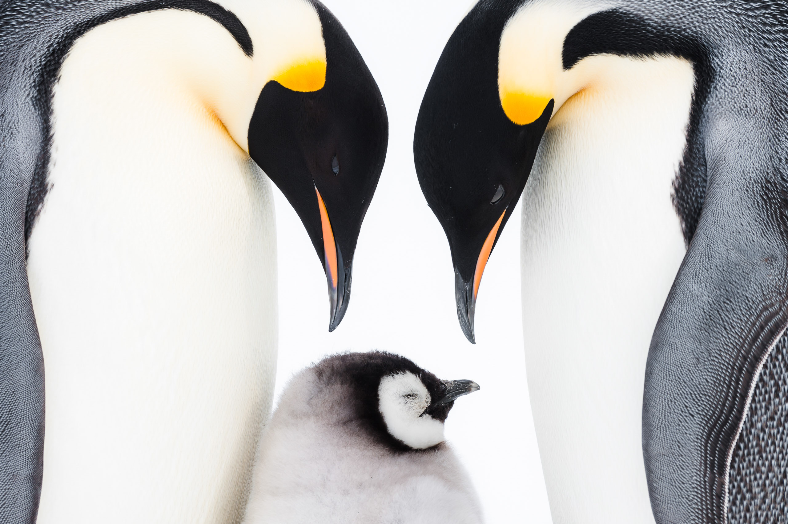 Chim cánh cụt – Linh vật đáng yêu của xứ sở lạnh nhất thế giới