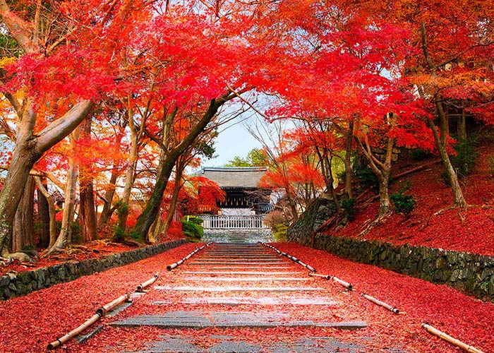 TOP 6 địa điểm ngắm lá đỏ tuyệt đẹp ở xứ sở Phù Tang – Nhật Bản