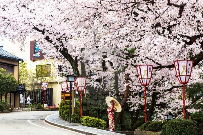 Thành phố Kanazawa được khoác áo mới mỗi mùa hoa anh đào
